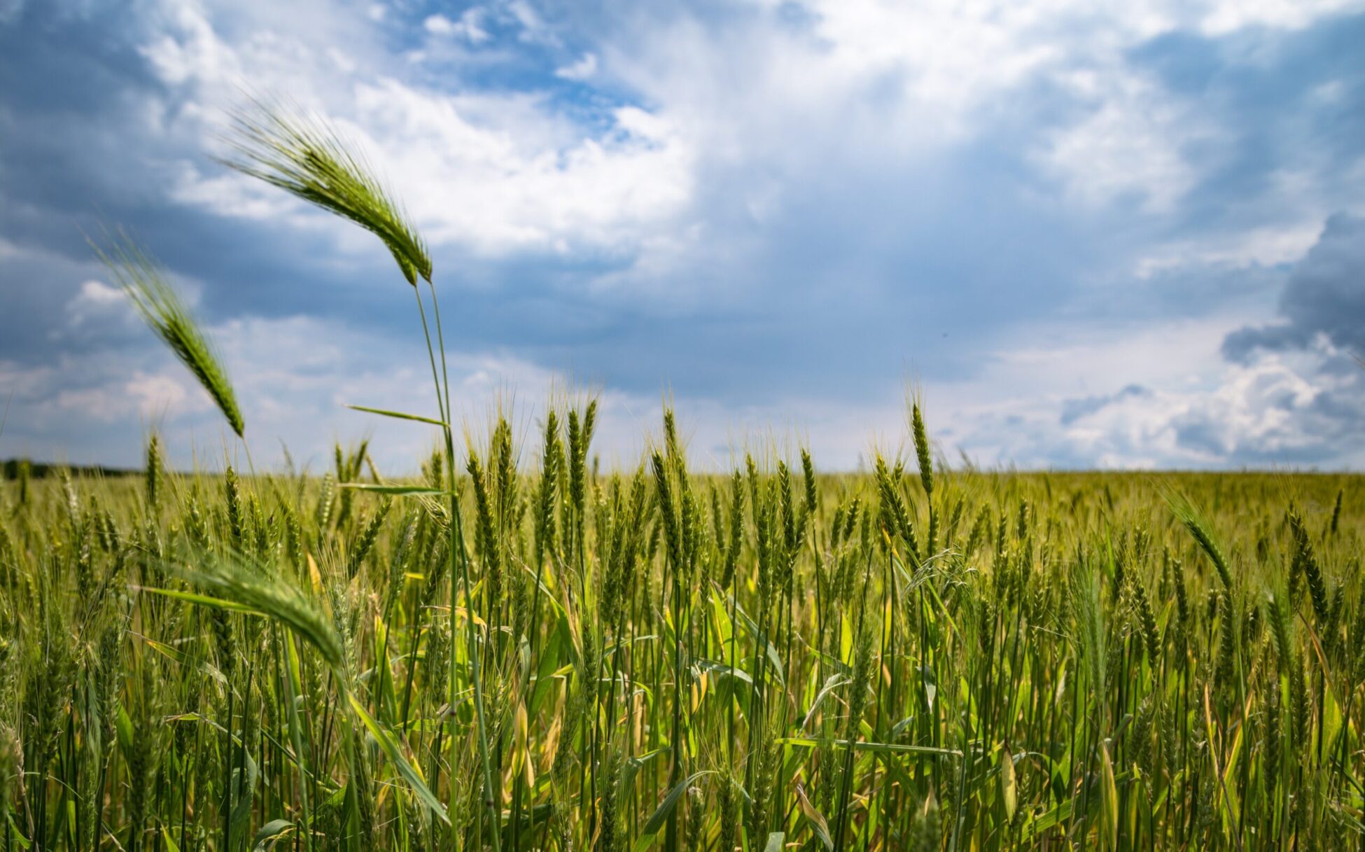 Agrimycil Farm
